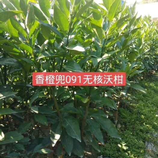柳州沃柑苗 091   沃柑     脆蜜金柑