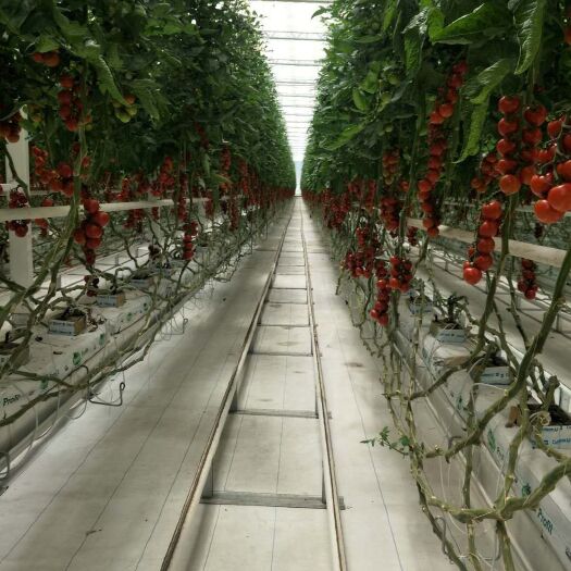 北京 我们这里是天然无公害圣女果种植基地！