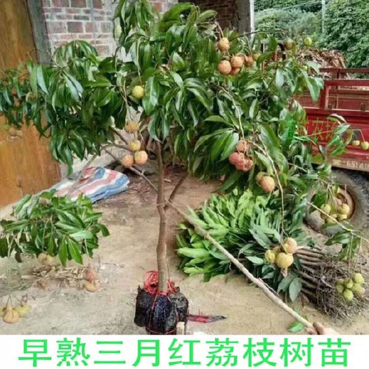 灵山县三月红荔枝苗，嫁接苗，