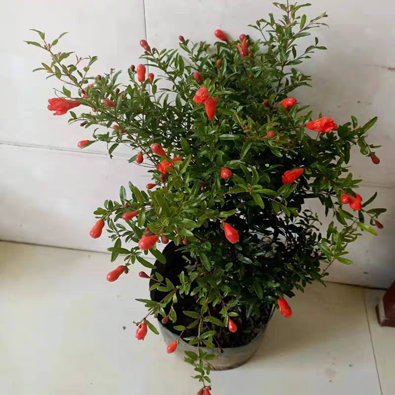 软籽石榴苗 突尼斯软籽石榴、花石榴、黑石榴、无籽石榴各种盆栽庭院种植石榴