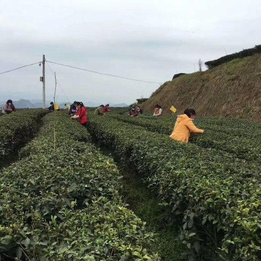 湄潭县 春茶，湄潭翠芽