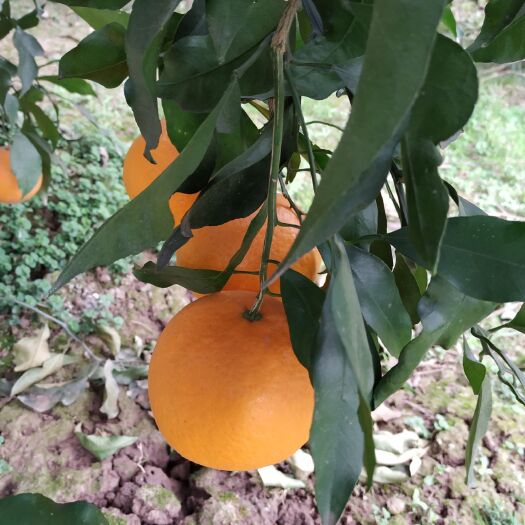 资中县青见柑桔 青见开售，欢迎咨询