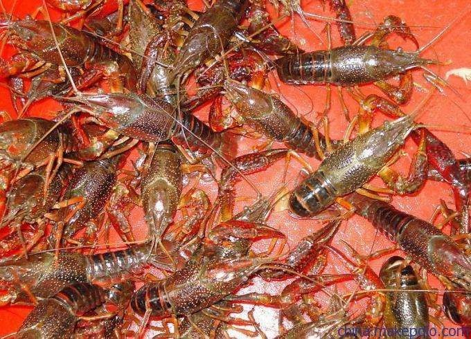 武汉 大量批发各种规格龙虾，价格优惠