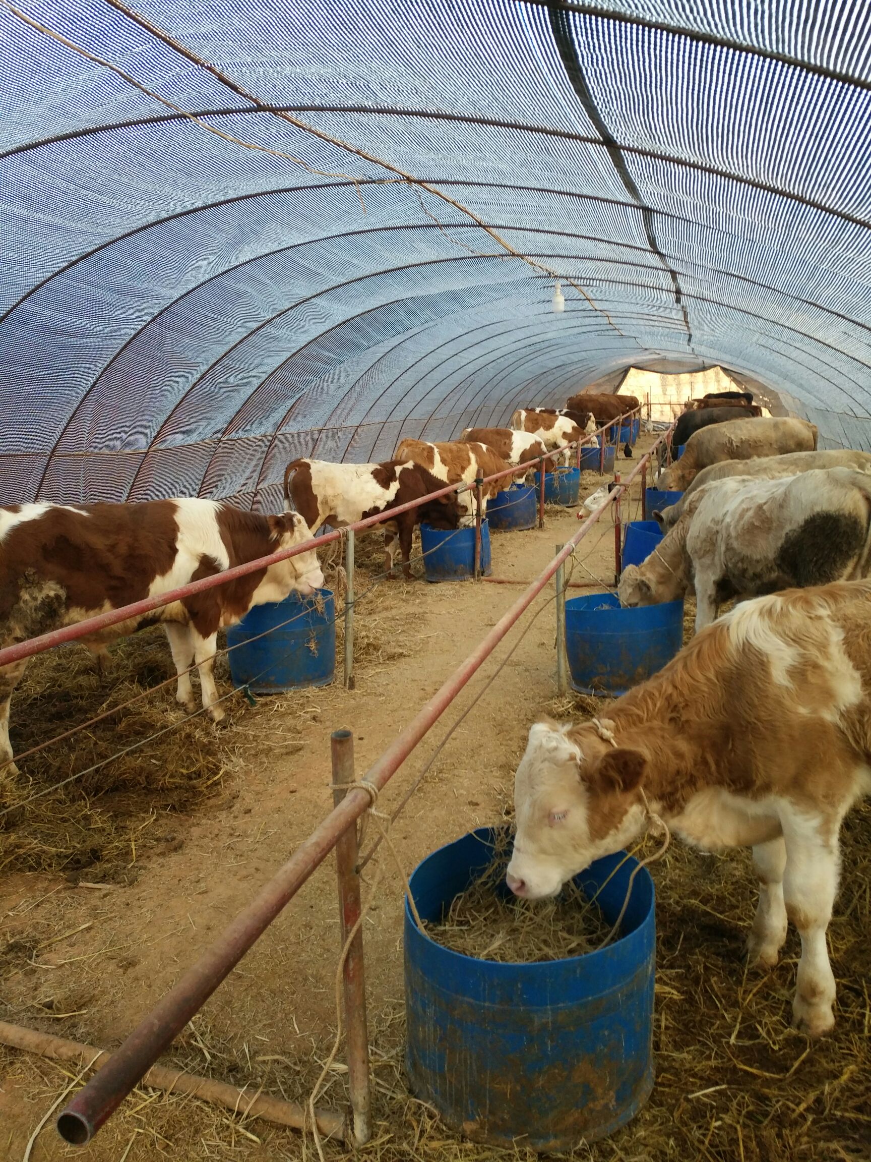  西门塔尔优质牛犊