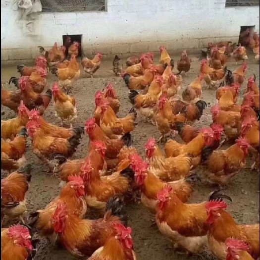昆明K9鸡苗  云南k9肉鸡苗，长势快，正宗快大肉鸡，疫苗齐全。