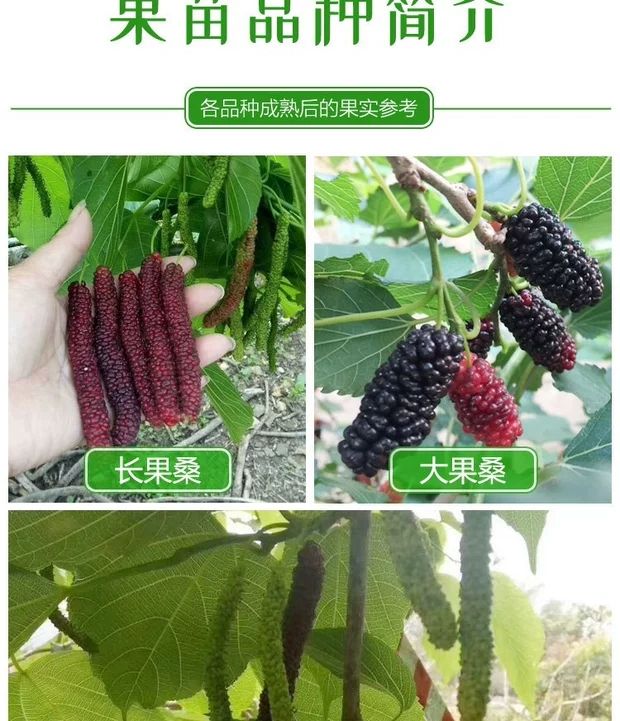 大白珍珠果桑苗 桑葚苗桑椹树苗长桑果苗无籽大十桑葚苗大果桑苗嫁接苗盆栽地栽