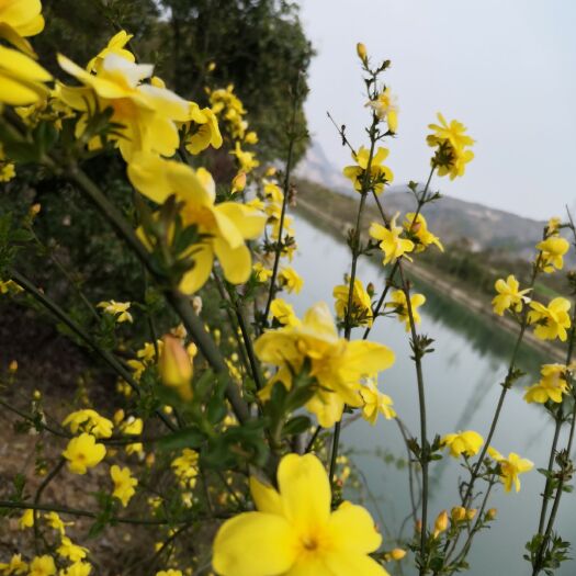 咸宁迎春花  新春花！适合河提，花园，小区花池，别墅种植