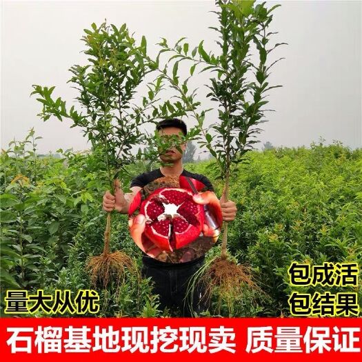  突尼斯软籽石榴树苗 1cm~4cm 万亩育苗基地现挖现发包
