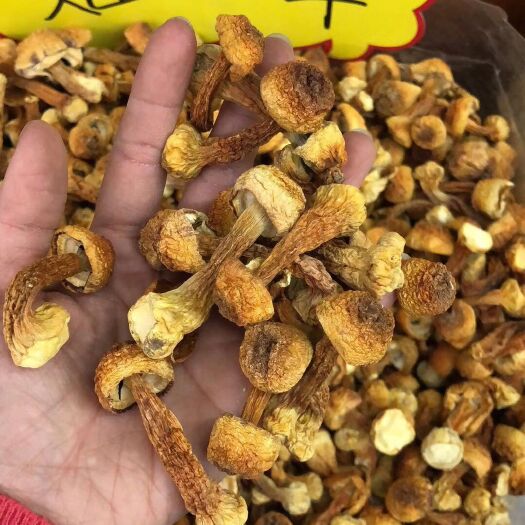 昆明 姬松茸 云南姬松茸 云南山珍 煲汤料