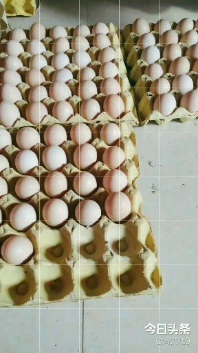 凌云县土鸡蛋 生太养殖场