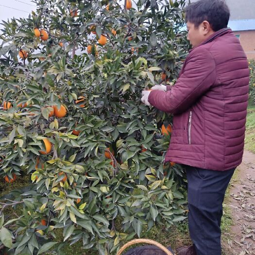 秭归县 湖北宜昌秭归脐橙 纽荷尔长红新鲜橙子 现摘个大包邮带箱
