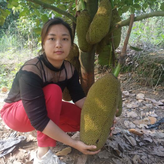 灵山县马来西亚一号菠萝蜜苗 马来西亚菠萝蜜一号果子结果很快哦，个大味甜产量高，有苗子出售