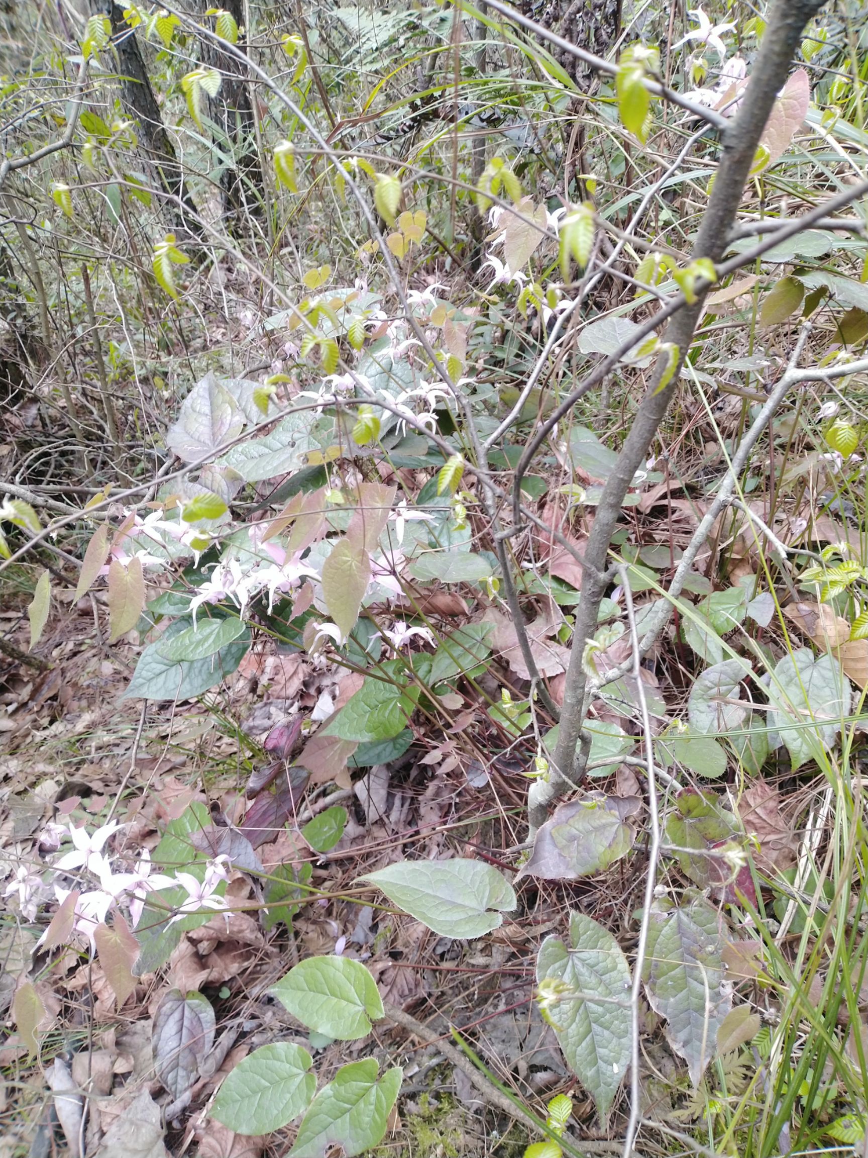 天然草地 淫羊藿