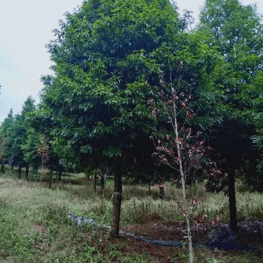 全州县 金丝楠木