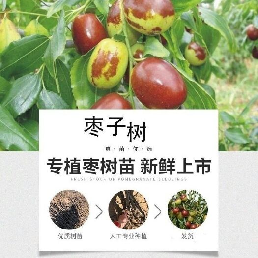 平邑县冬枣树苗  枣树苗嫁接盆栽地栽南方北方种植新疆大枣子苗沾化冬枣苗当年结果