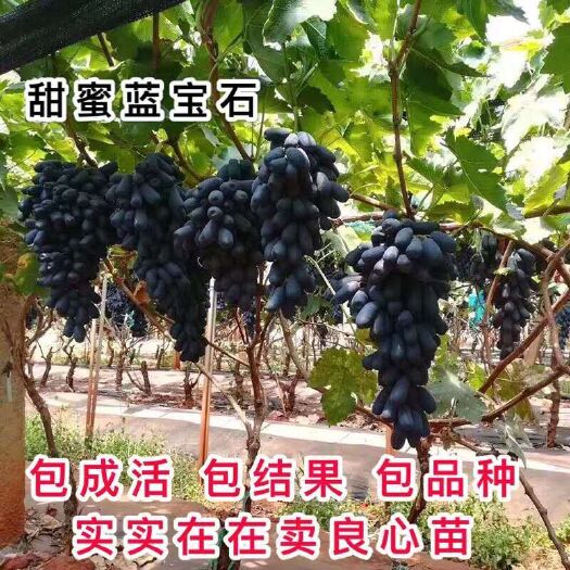  蓝宝石葡萄苗 优质好苗 基地直销 现挖现发 包品种包成活