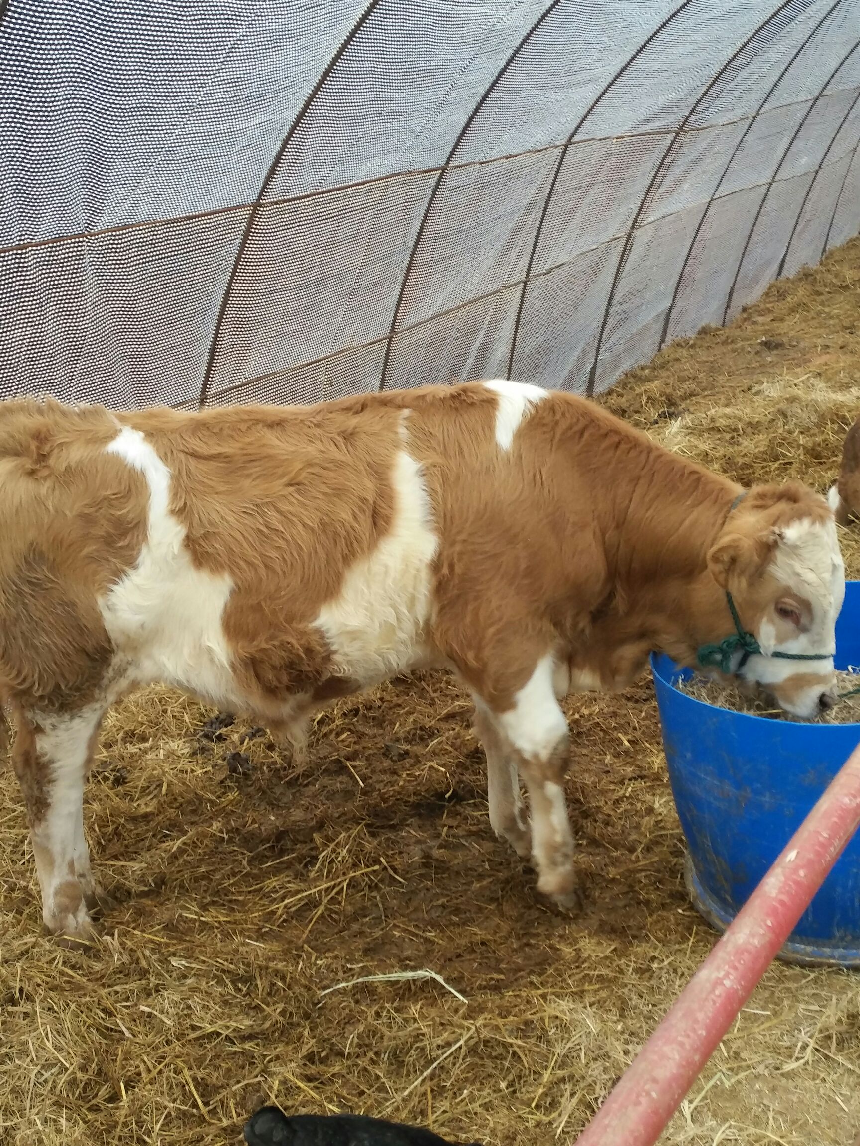  西门塔尔优质牛犊