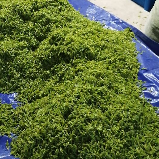 独山县白毫茶 茶青很漂亮，黄金品质白菜价，有单的老板欢迎