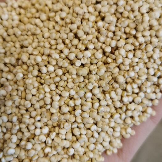 格尔木市青海格尔木 有机种植 白色藜麦 雪藜