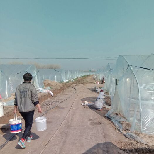泗阳县热镀锌蔬菜大棚 50亩承包价格面议最多不超过200亩