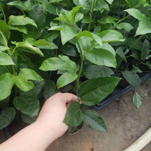 灵山县台农百香果苗 正品台农百香果嫁接苗，产量高果子大，赚钱