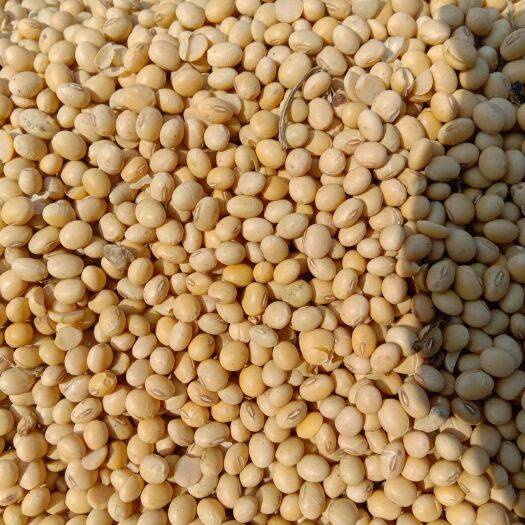 巨野县黄大豆 生大豆 1等品