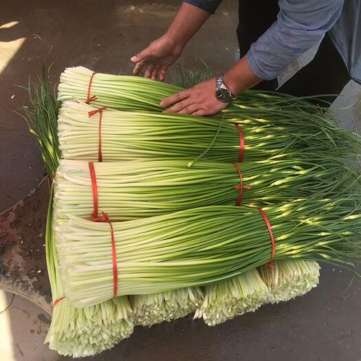 丰县新鲜蒜苔，苔蒜，红帽蒜苔，代收代办，大量上市