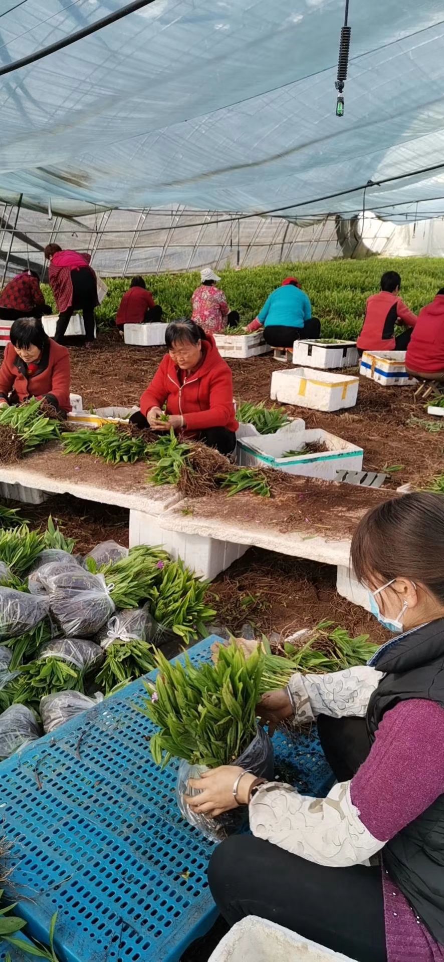  紫花白芨苗