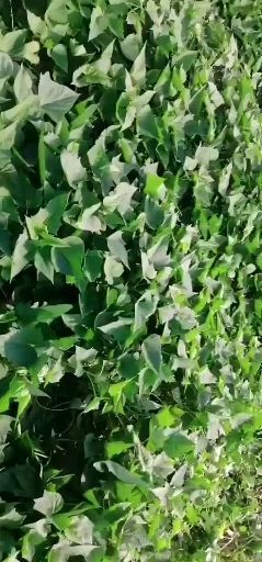 化州市龙薯9号红薯苗 供应甘薯种苗2020年薯苗龙九西瓜红紫罗兰无毒大田苗