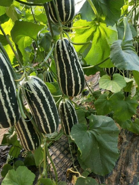 博洋甜瓜  博阳九甜瓜，大量上市，产地直发