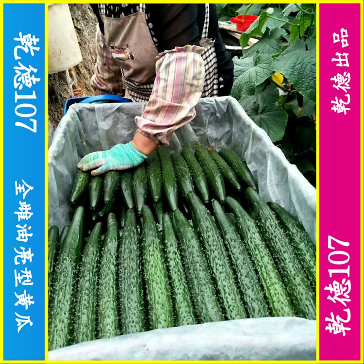 【包邮】乾德107   全雌油亮粗把头圆秋冬冬春栽培黄瓜