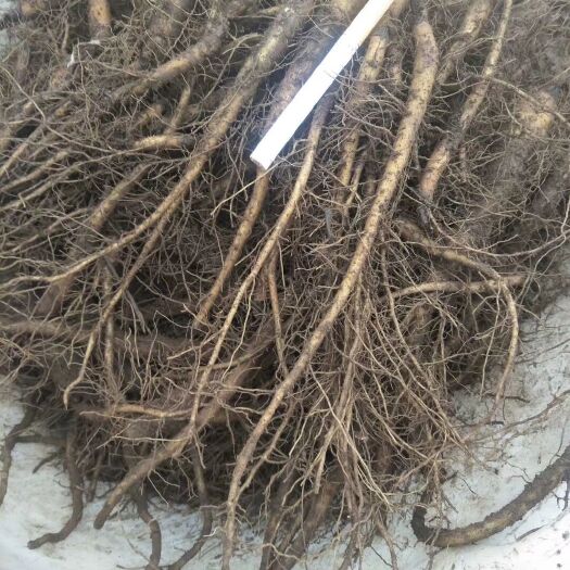 维西县 产地现货云木香种子种苗几百万苗大量出售种植药材的赶紧订购