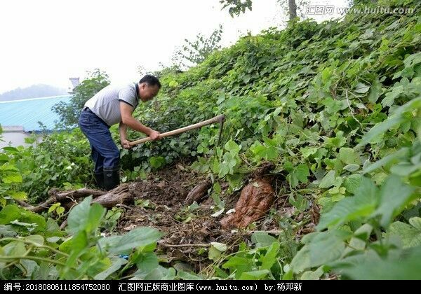 中江县野生葛根  天然葛根湿
