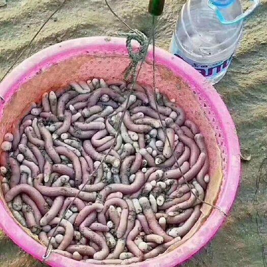 海口 海南沙虫干，无沙！