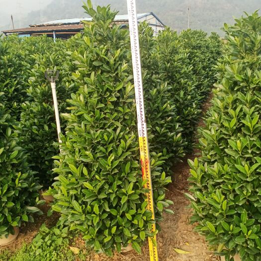 肇庆非洲茉莉 基地直销，大量现货