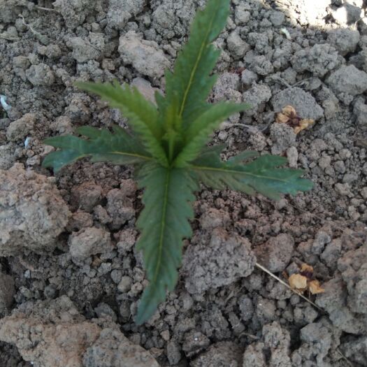 上蔡县 冬虫夏草