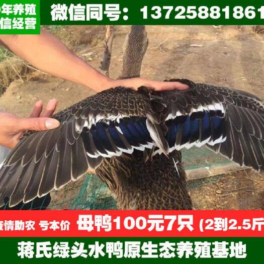 鹤山市全国配送大型养殖场长期供应水鸭，老鸭，水鸭母，水鸭公，青头