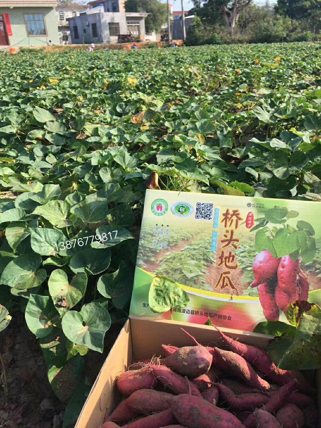  桥头地瓜海南桥头富硒地瓜沙土村民种植批发 一手货源一件代发