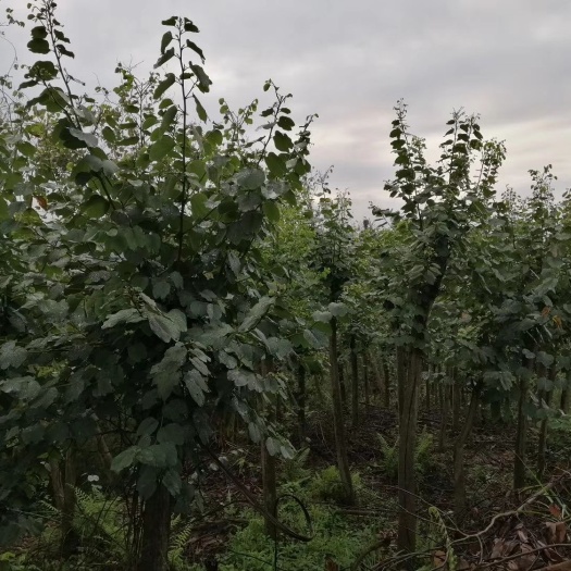 象州县 自种宫粉紫荆树，一手货源，急于改种果树便宜卖