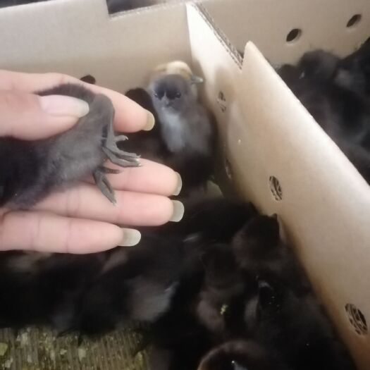 南宁 五黑一绿乌骨鸡苗