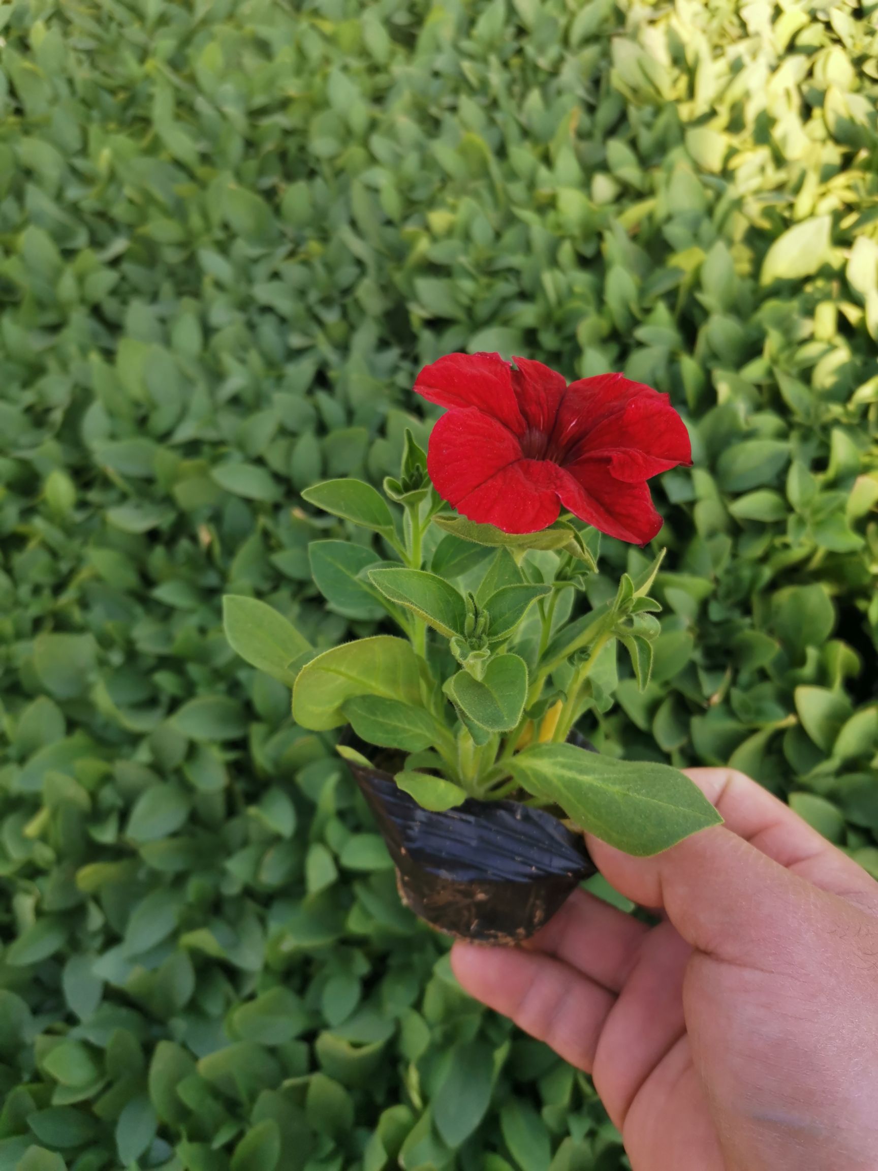 矮牵牛 牵牛花 观花植物 量大优惠