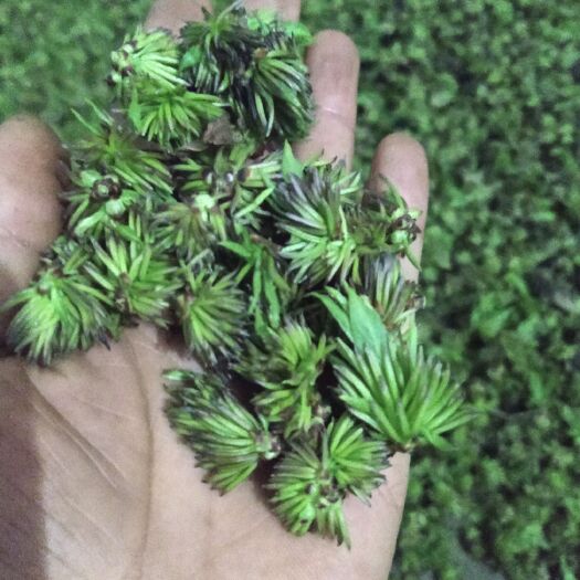 南召县 高山杜仲雄花