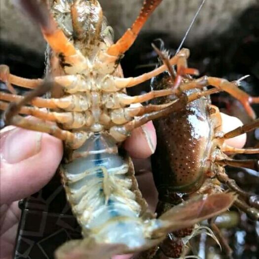 潜江市清水小龙虾一手货源，全国包邮，硬规格，死虾包赔，全国发货