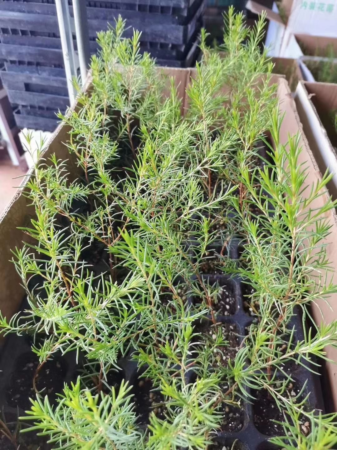 蜡梅种子 腊梅种苗 观赏性强 配花配草