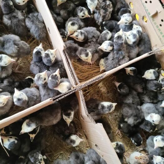  贝蒂娜火鸡苗，质量有保证