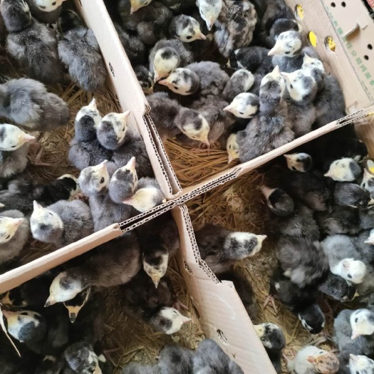 南宁 贝蒂娜火鸡苗，质量有保证