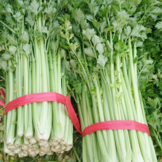 天津法国皇后芹菜 60cm以上 0.5~1.0斤 大棚种植