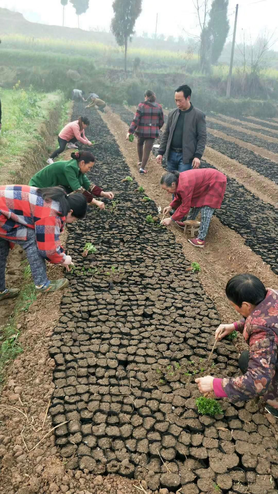 大红袍花椒苗 金阳县顺华种植农民专业合作社现已大量出售各种花树苗，青红椒苗