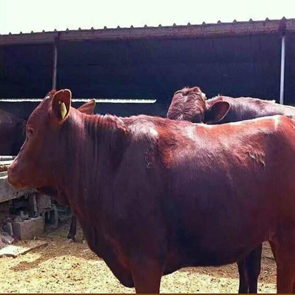 肉牛   夏洛来西门塔尔牛过来选好再送回家