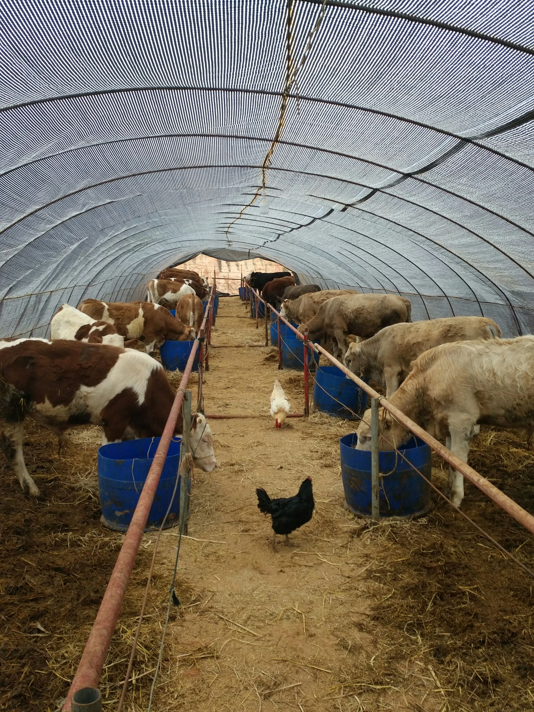  西门塔尔优质牛犊